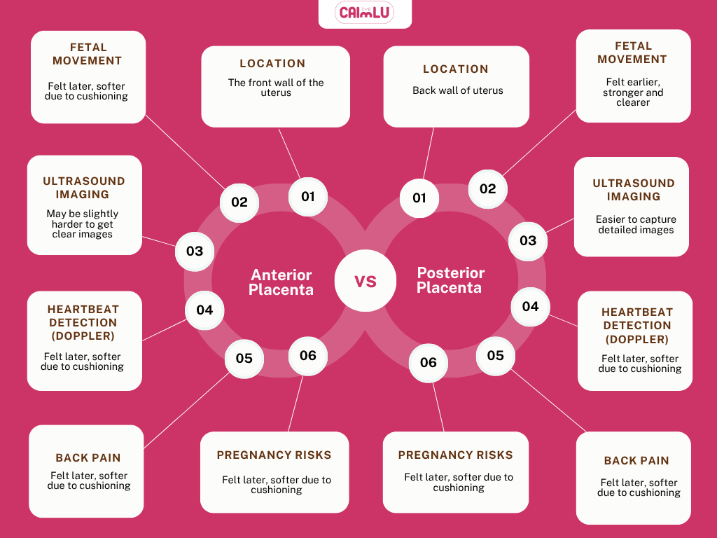 Anterior vs Posterior Placenta (Comparing Anterior and Posterior Placenta ) infographic chart