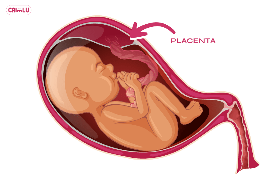 anterior-and-posterior-placenta-(What-Is-the-Placenta)