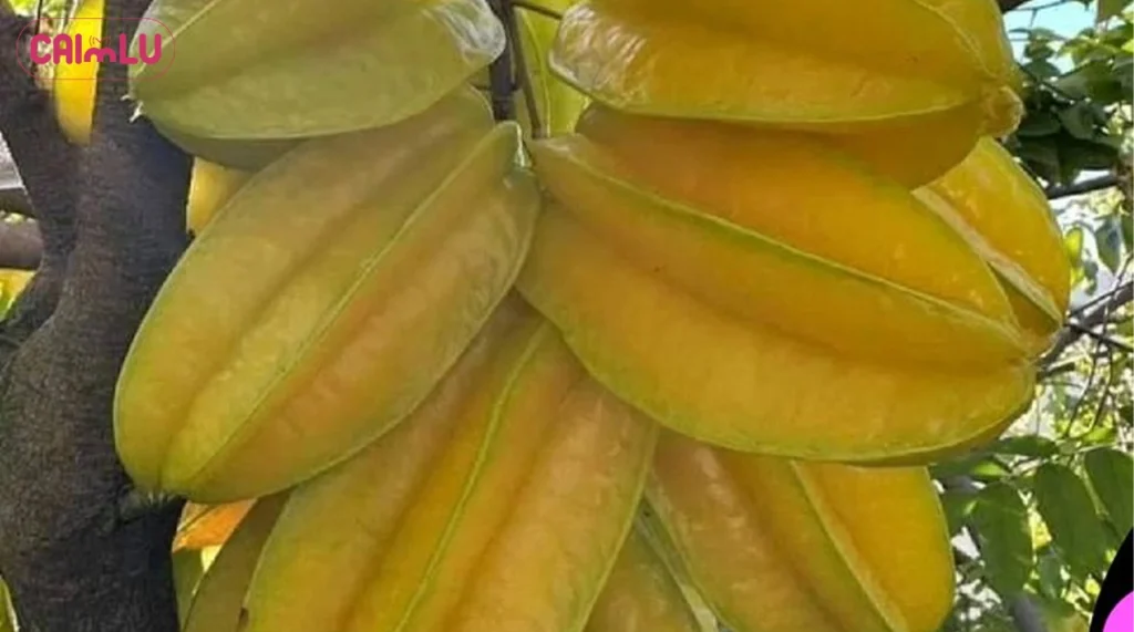 Is Star Fruit Dangerous